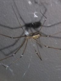 Close-up of spider on web