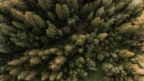 Aerial view of pine tree in forest