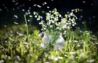 Close-up of white flowering plants on field