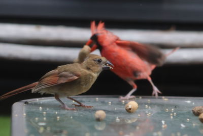 Close-up of birds perching on wood