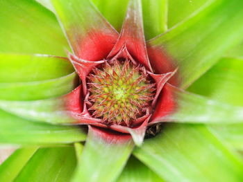 Full frame shot of plant
