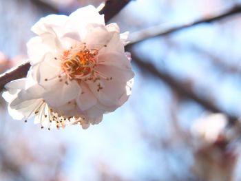 Close-up of white plum blossom