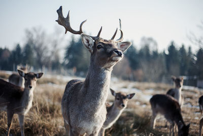 Deer on field in forest