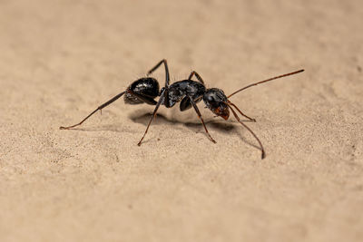 Close-up of insect