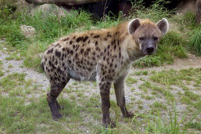 Spotted hyena within zoo zurich