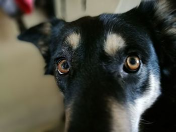 Close-up portrait of black dog