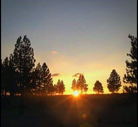 SILHOUETTE TREES AT SUNSET