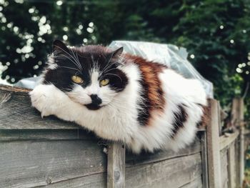 Close-up portrait of cat on wood