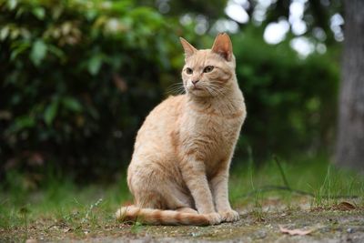 Cat looking away