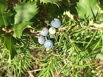 High angle view of shells on tree