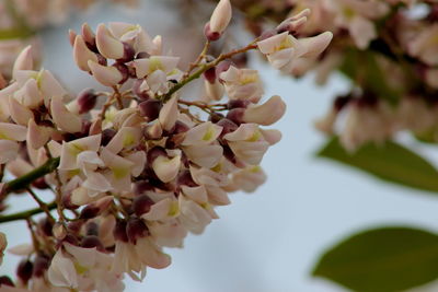 Close-up of fresh flowers blooming on tree