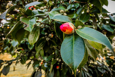 Close-up of red flower