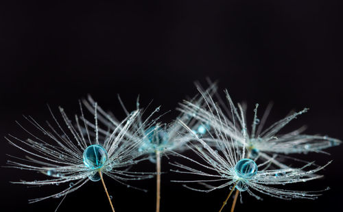 Close-up of light painting against black background