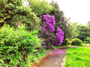 Flowers growing on tree