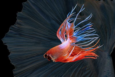 Close-up of koi carps swimming in sea