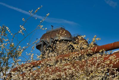 Low angle view of plant against building