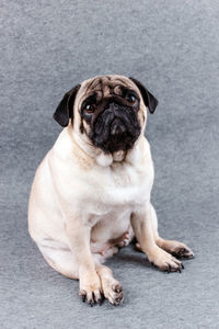 Portrait of dog sitting on floor against white background