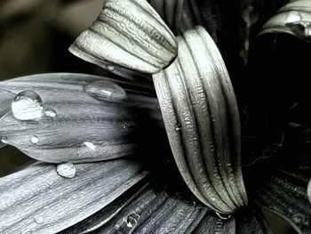 Close-up of wet white flower