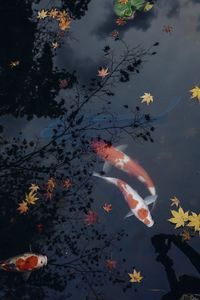 High angle view of koi carps swimming in pond