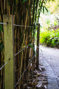 Close-up of bamboo plants on field