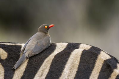 Bird perching on zebra