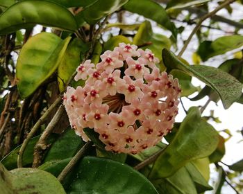 Close-up of pink flower