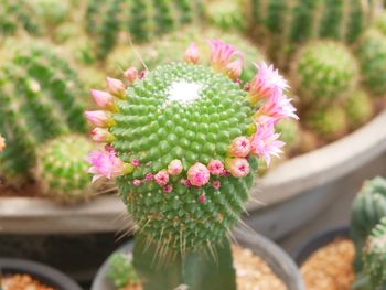 Close-up of succulent plant