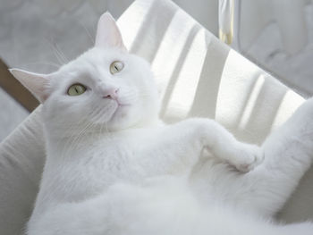 Close-up of white cat lying on sofa 