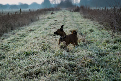 Two dogs on land