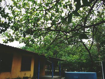 Low angle view of trees