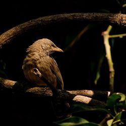 Close-up of bird perching on tree