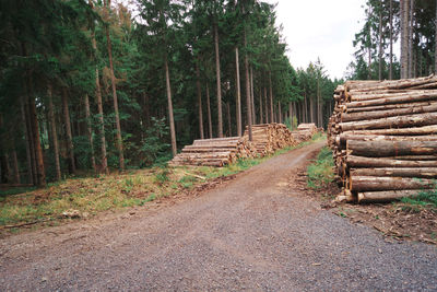 Stack of logs on road amidst trees in forest