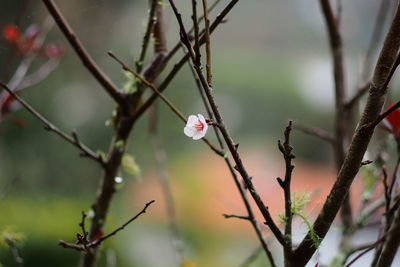 Close-up of plant against blurred background