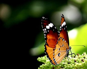 Close-up of butterfly perching