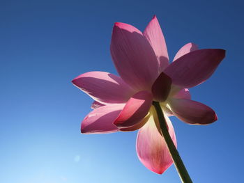 Low angle view of pink flowering plant against clear blue sky