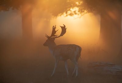 Deer standing on field during sunset