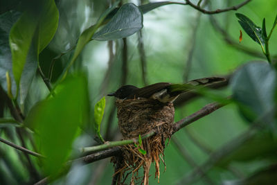 Close-up of bird perching on plant