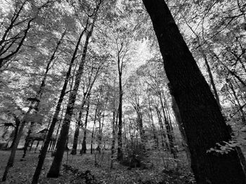 Low angle view of trees in forest