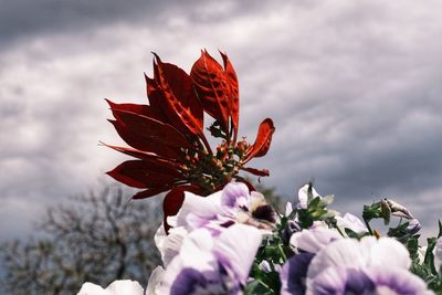 Close-up of red flowering plant against cloudy sky