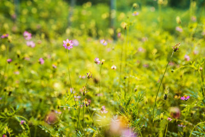 Close-up of flowers in field