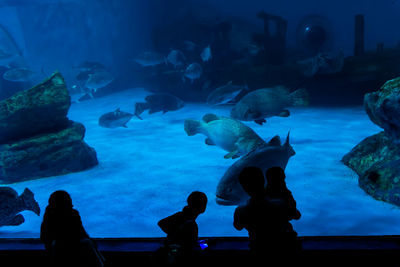 Fish swimming in aquarium