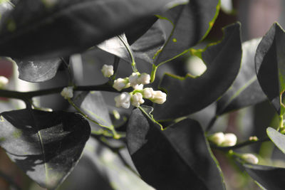 Close-up of white flowering plant