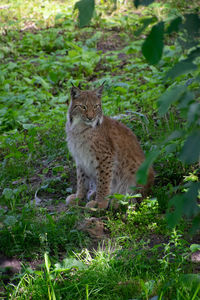 Cat looking away on field