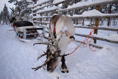 Rheindeer on snow covered field