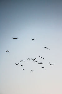 Low angle view of birds flying in the sky