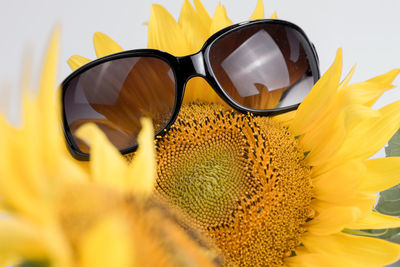 Close-up of yellow flower against blurred background