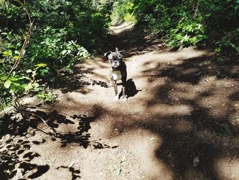 Dog running on tree