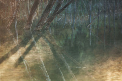 Full frame shot of plants in lake