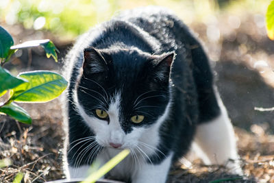 Close-up portrait of cat