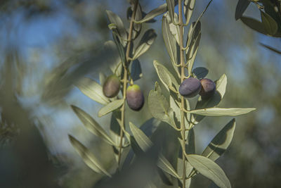 Close-up of fruits growing on tree